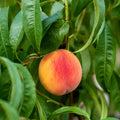 Peach Elberta 300mm