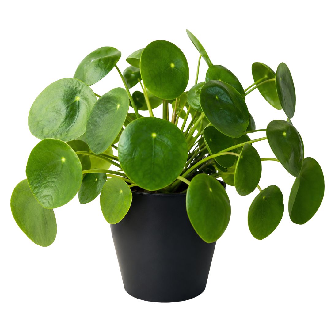Pilea Peperomioides Chinese Money Plant 175mm