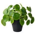 Pilea Peperomioides Chinese Money Plant 175mm