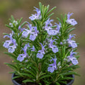 Rosemary Officinalis 200mm