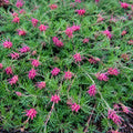 Grevillea Carpet Layer 140mm