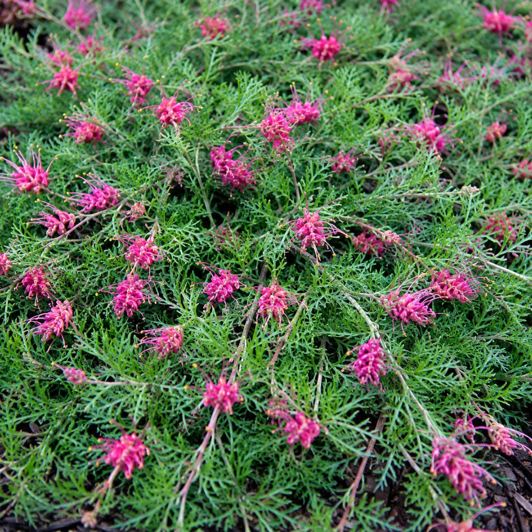 Grevillea Carpet Layer 140mm