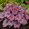 Heuchera Sugar Plum 140mm