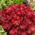 Heuchera Forever Red 140mm
