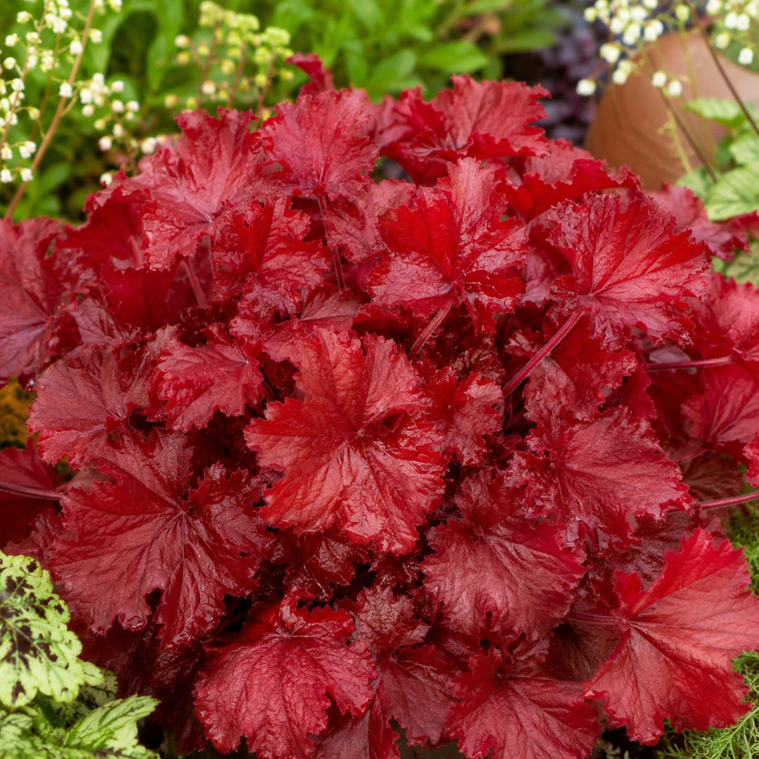 Heuchera Forever Red 140mm