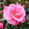 Camellia Jane Morgan 140mm