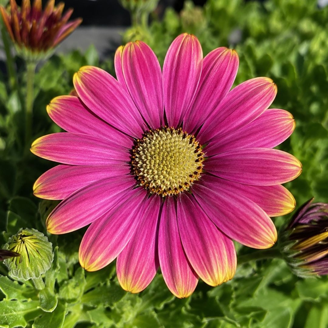 Osteospermum Pink Sun 140mm