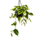 Philodendron Brazil 130hb