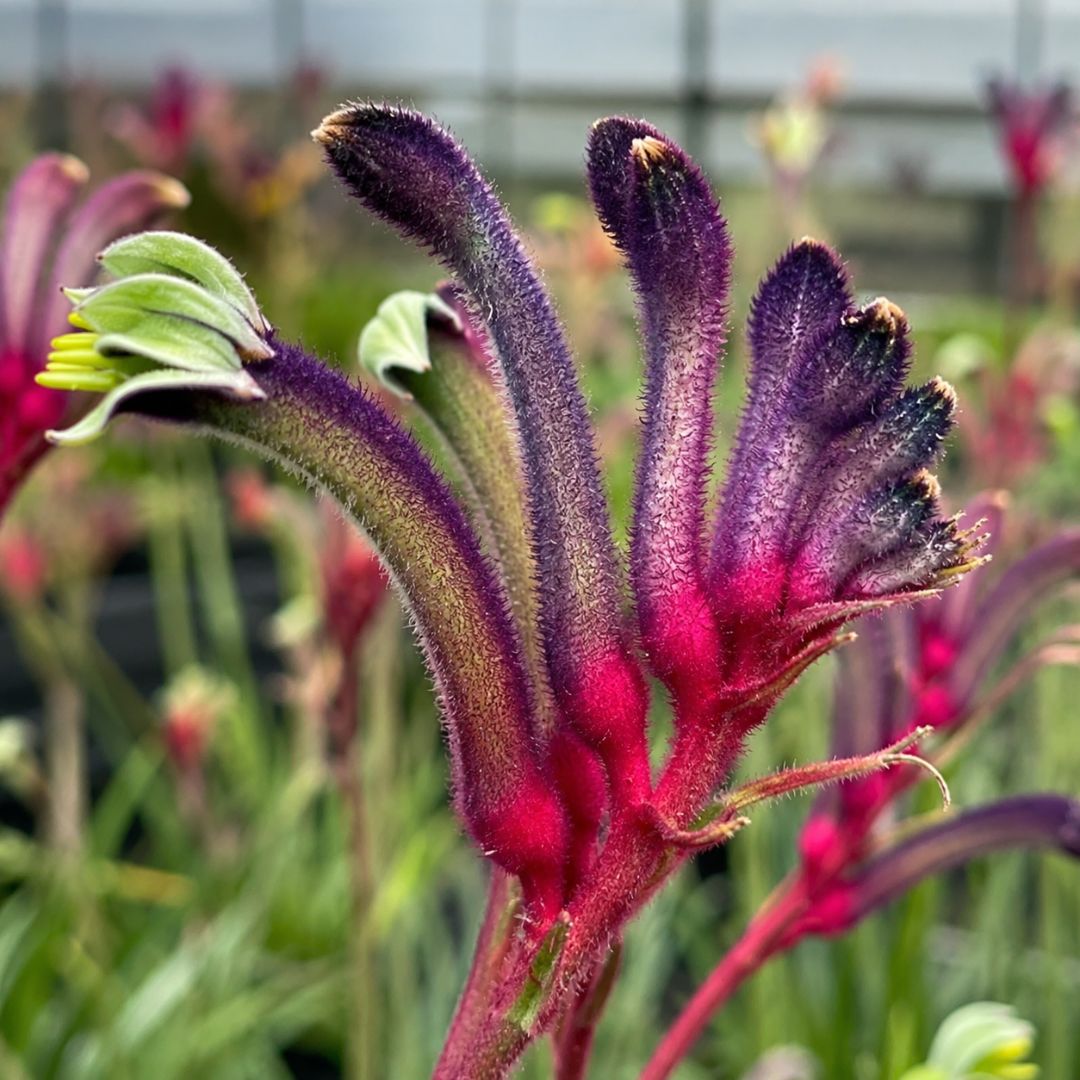 Anigozanthos Celebration Jazz 140mm