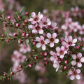 Leptospermum Pink Cascade 140mm