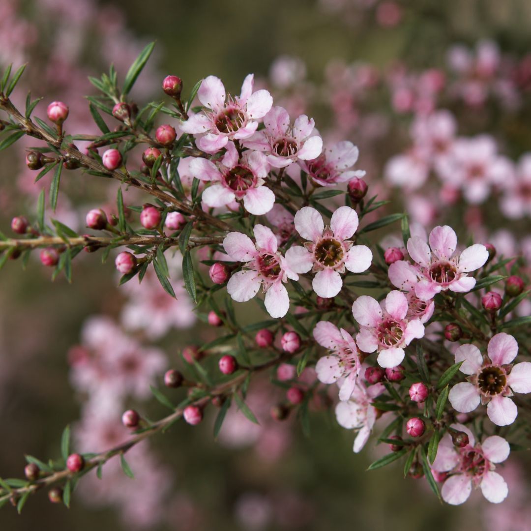 Leptospermum Pink Cascade 140mm