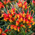 Grevillea Bonnie Prince Charlie 200mm