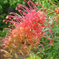 Grevillea Ned Kelly 200mm