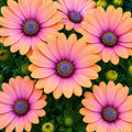 Osteospermum Pink Eyed Beauty 140mm