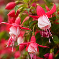 Fuchsia Evita 140mm