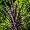 Phormium Black Rage 140mm