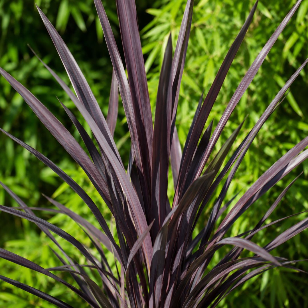 Phormium Black Rage 140mm