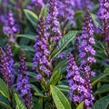 Hardenbergia Blade Runner 140mm