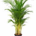 Dypsis Lutescens 300mm