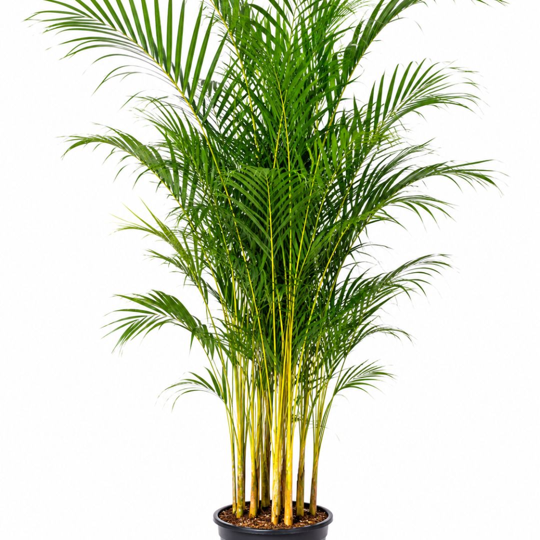 Dypsis Lutescens 300mm