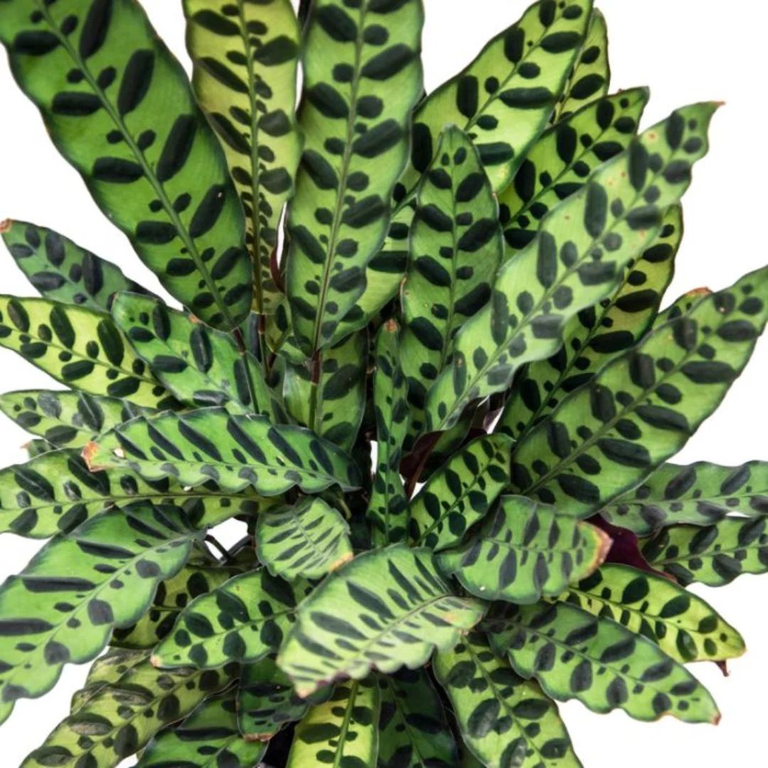 Calathea Insignis 175mm Sq