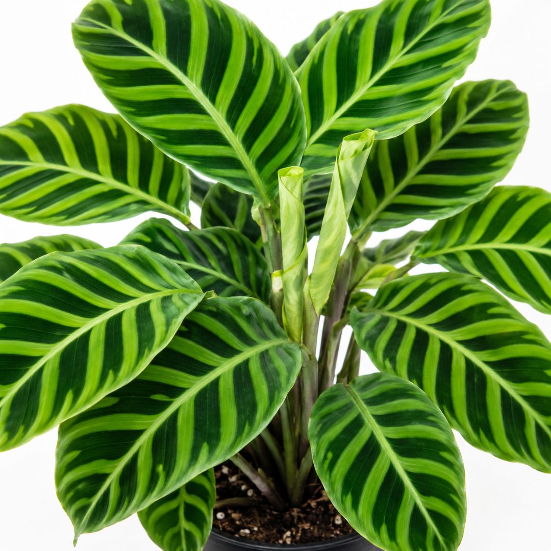 Calathea Zebrina 140mm