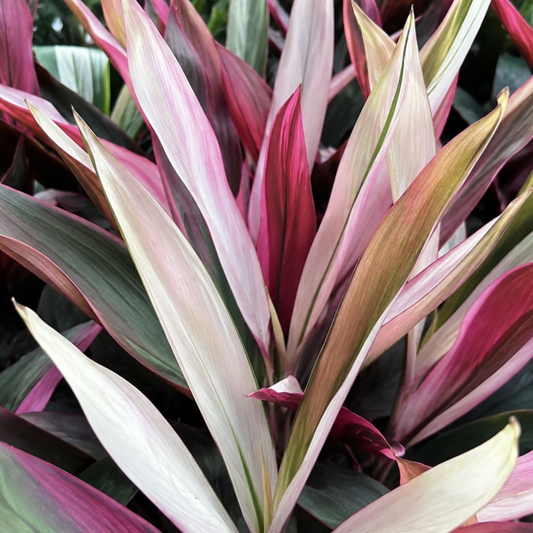 Cordyline Hilo Rainbow 200mm