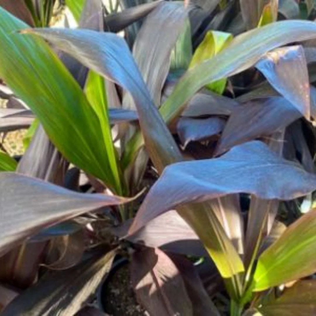 Cordyline Negra 140mm