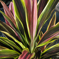 Cordyline New Guinea 250mm