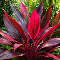 Cordyline Rainbow Red 200mm