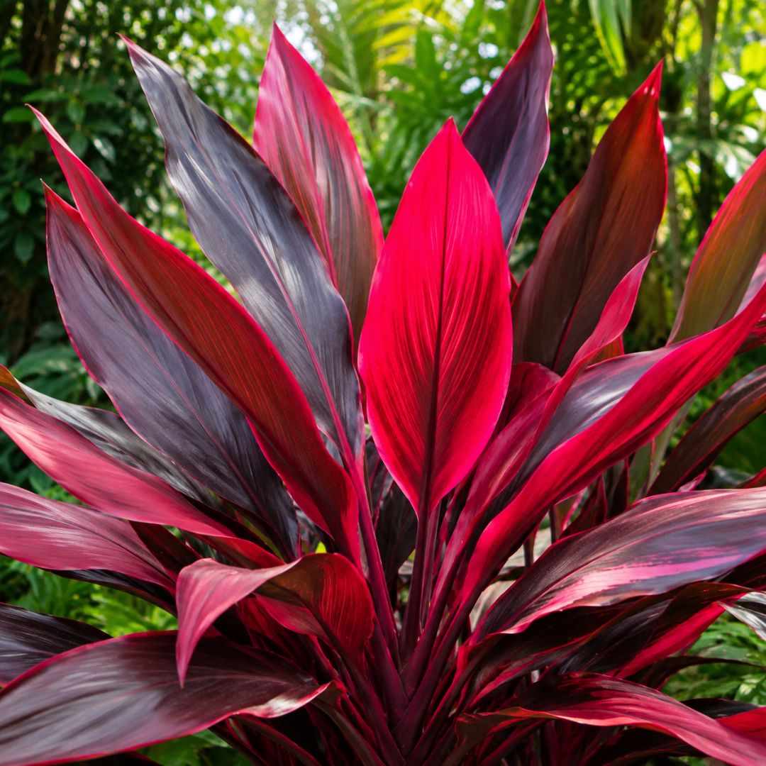 Cordyline Rainbow Red 200mm