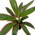 Cordyline Schubertii 200mm