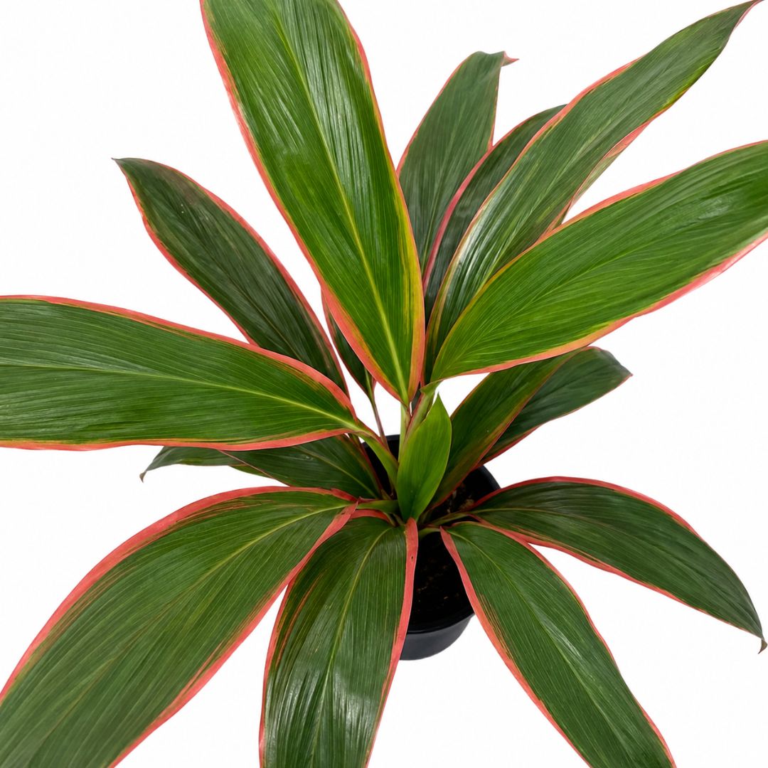 Cordyline Schubertii 200mm