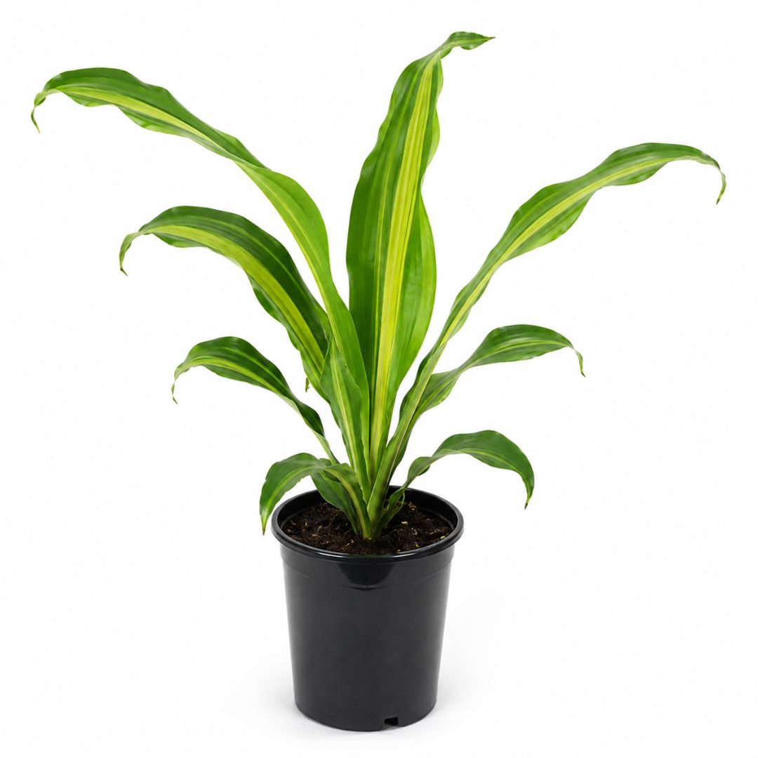 Draceana Burley 100mm