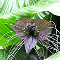 Tacca Chantrieri 140mm