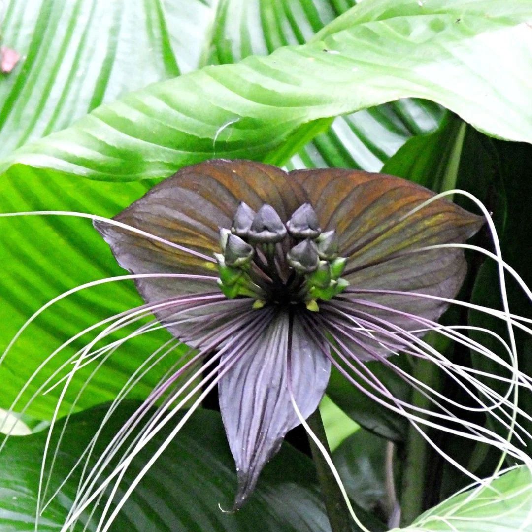 Tacca Chantrieri 140mm