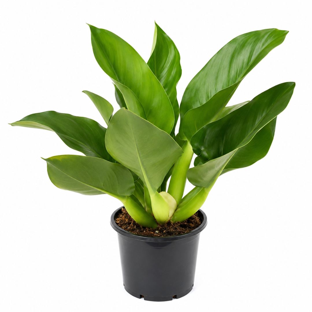Philodendron Martianum Fatboy 300mm