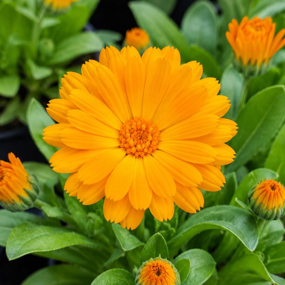 Calendula Power Daisy Tango 140mm
