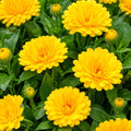 Calendula Power Daisy Tango Sunny 140mm