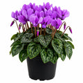 Cyclamen Dragon Blue 130mm