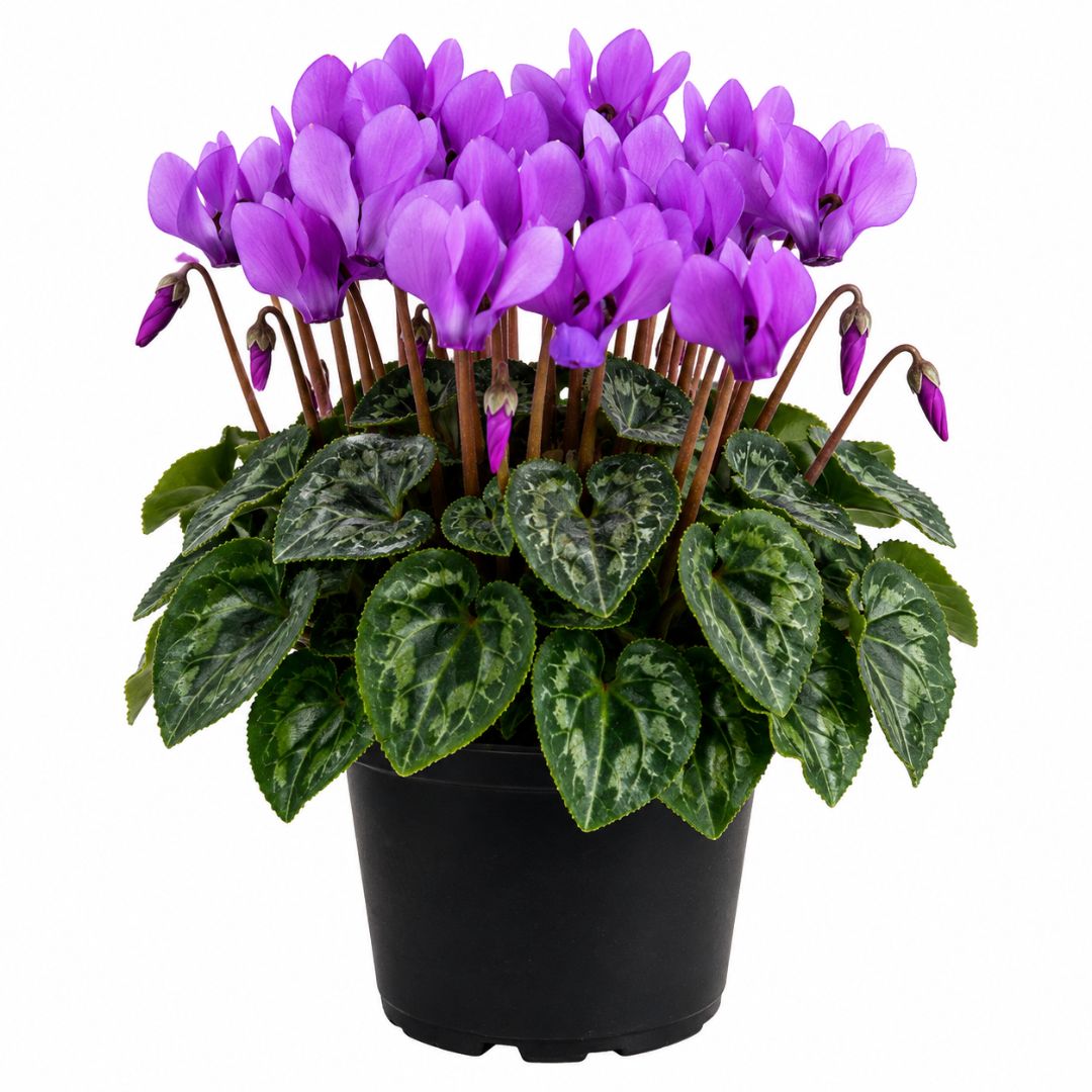 Cyclamen Dragon Blue 130mm