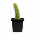 Monkey Tail Cactus 105mm