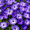 Senecio Mandala Blue Charme 140mm