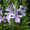 Westringia Wynyabbie Gem 140mm