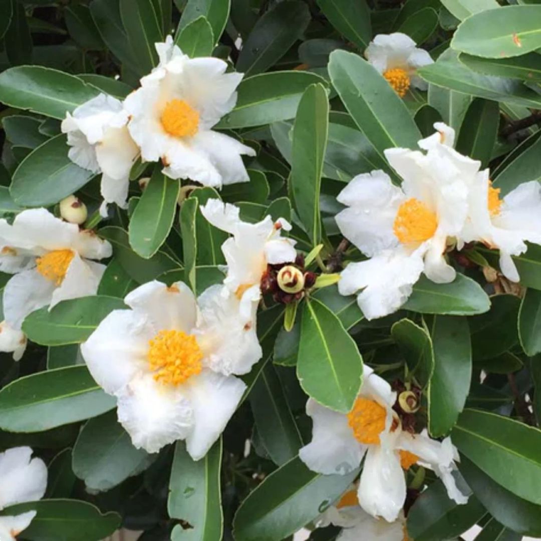 Gordonia Axillaris 200mm 2