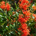 Grevillea Apricot Tingle 140mm