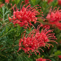 Grevillea Little Robyn 140mm