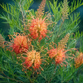 Grevillea Superb 200mm