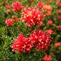 Grevillea Knockout 140mm