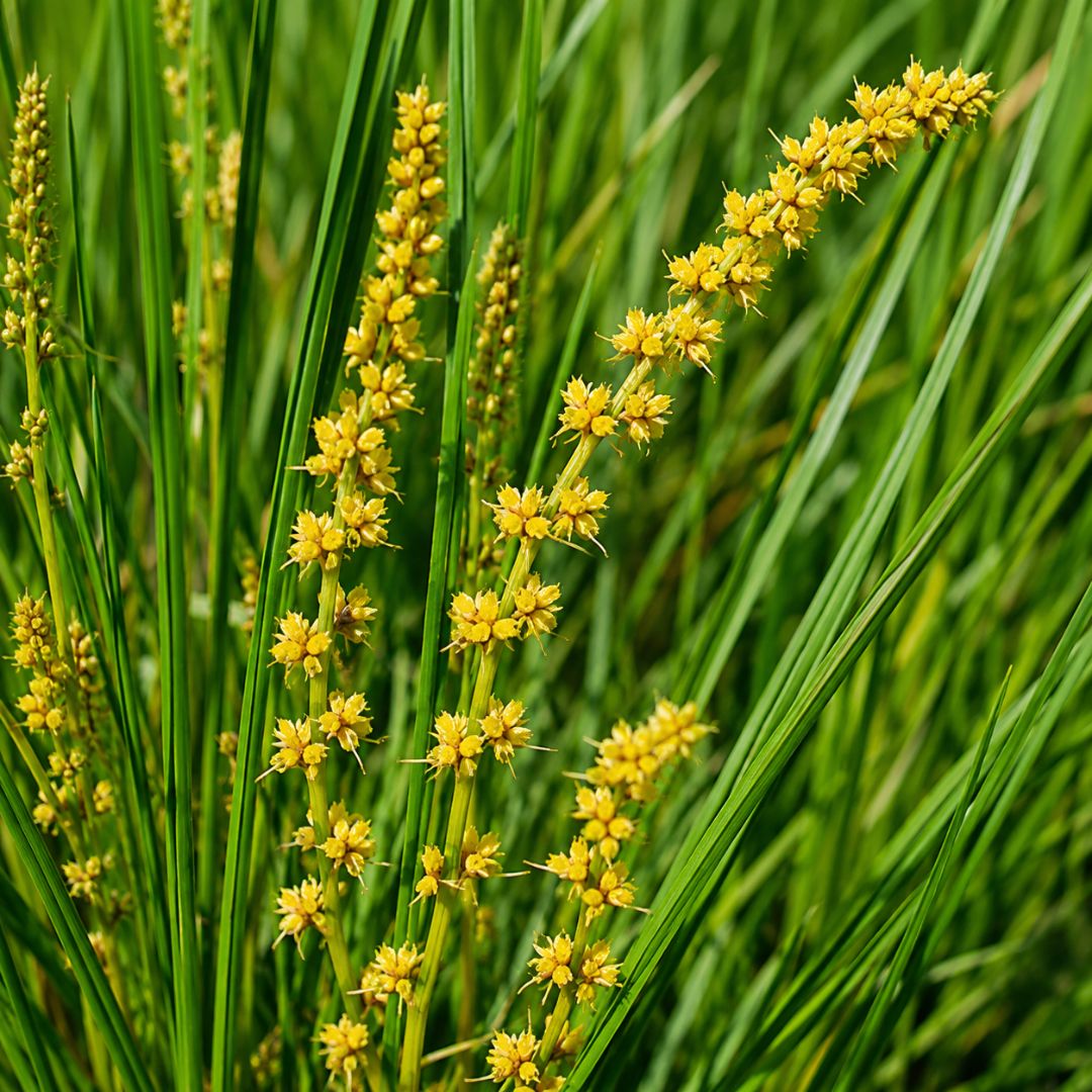 Lomandra Longifolia Verday 140mm